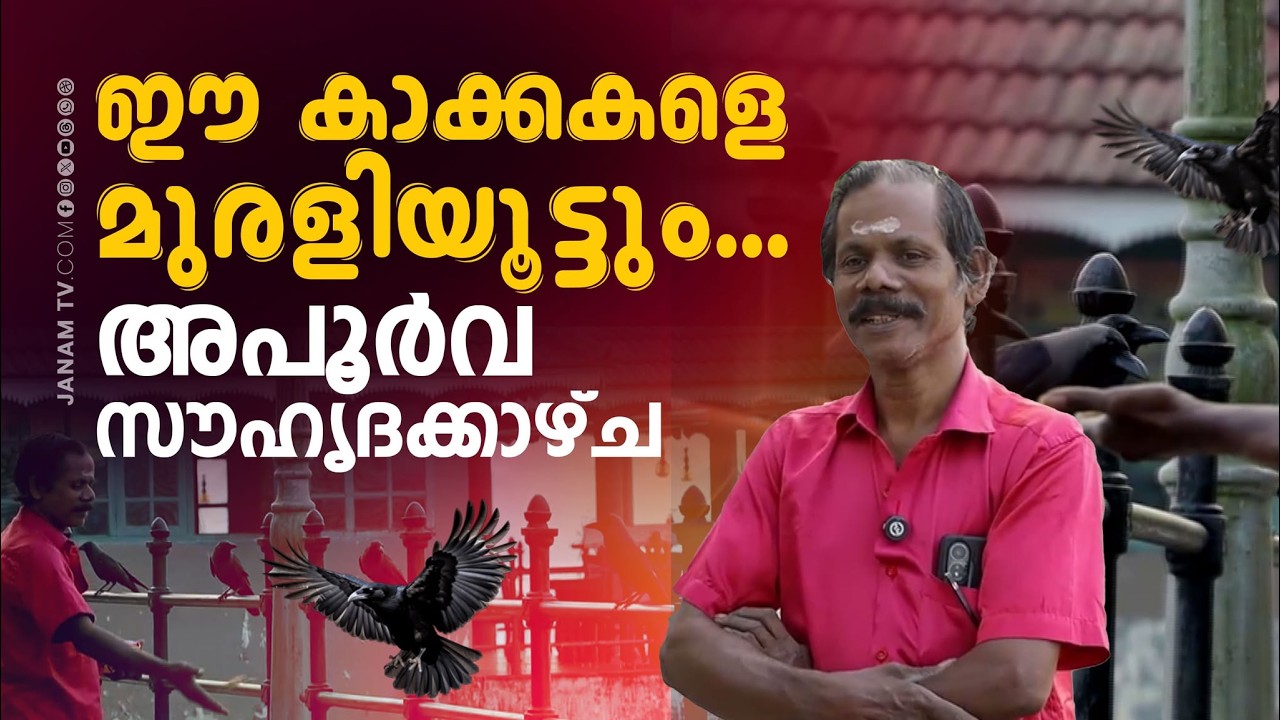 മുരളിയും കാക്കകളും; കൊടുങ്ങല്ലൂരിലെ ഹൃദ്യമായ സൗഹൃദക്കാഴ്ച | CROW | MURALI