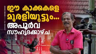 മുരളിയും കാക്കകളും; കൊടുങ്ങല്ലൂരിലെ ഹൃദ്യമായ സൗഹൃദക്കാഴ്ച | CROW | MURALI
