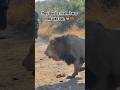 Fathers Evict Their Son! 🦁 Plains Camp Males vs. Nkuhuma Breakaway #Shorts #lion #lionking