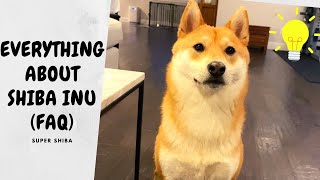 Answer YOUR questions about Shiba Inu Part 2 | Super Shiba