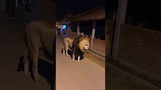 LION Enters Village at Midnight 😱 Real CCTV Footage Shocks Everyone! #cctv #sora2 #lionattack