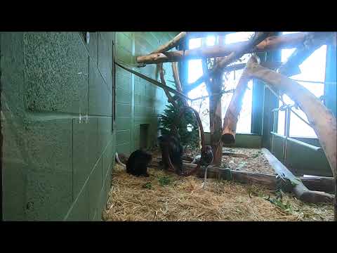 Young Steve the monkey bouncing around at Paignton Zoo