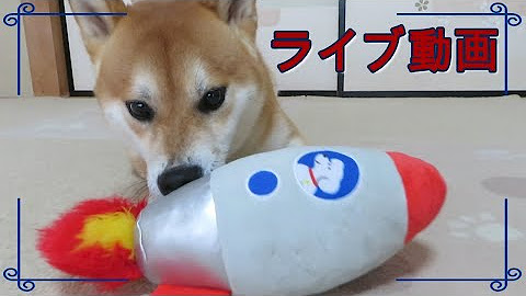 Shiba Inu Ch Mameda Chamesuke Youtube