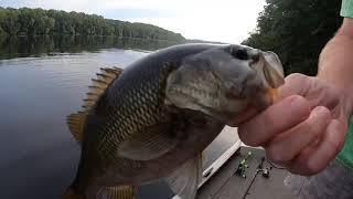 Fishing for rare Suwannee bass (Suwannee river fishing)