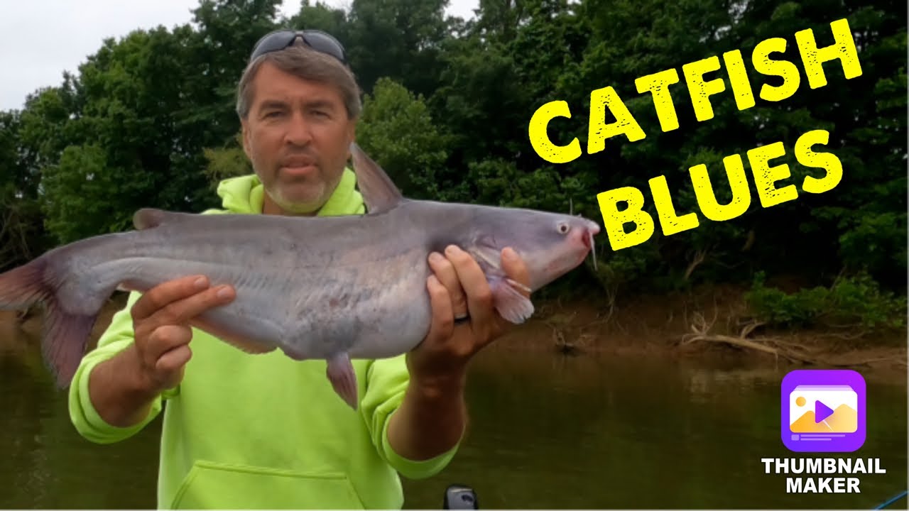 Catfish and Skipjacks on the Cumberland, Tennessee River and Lake