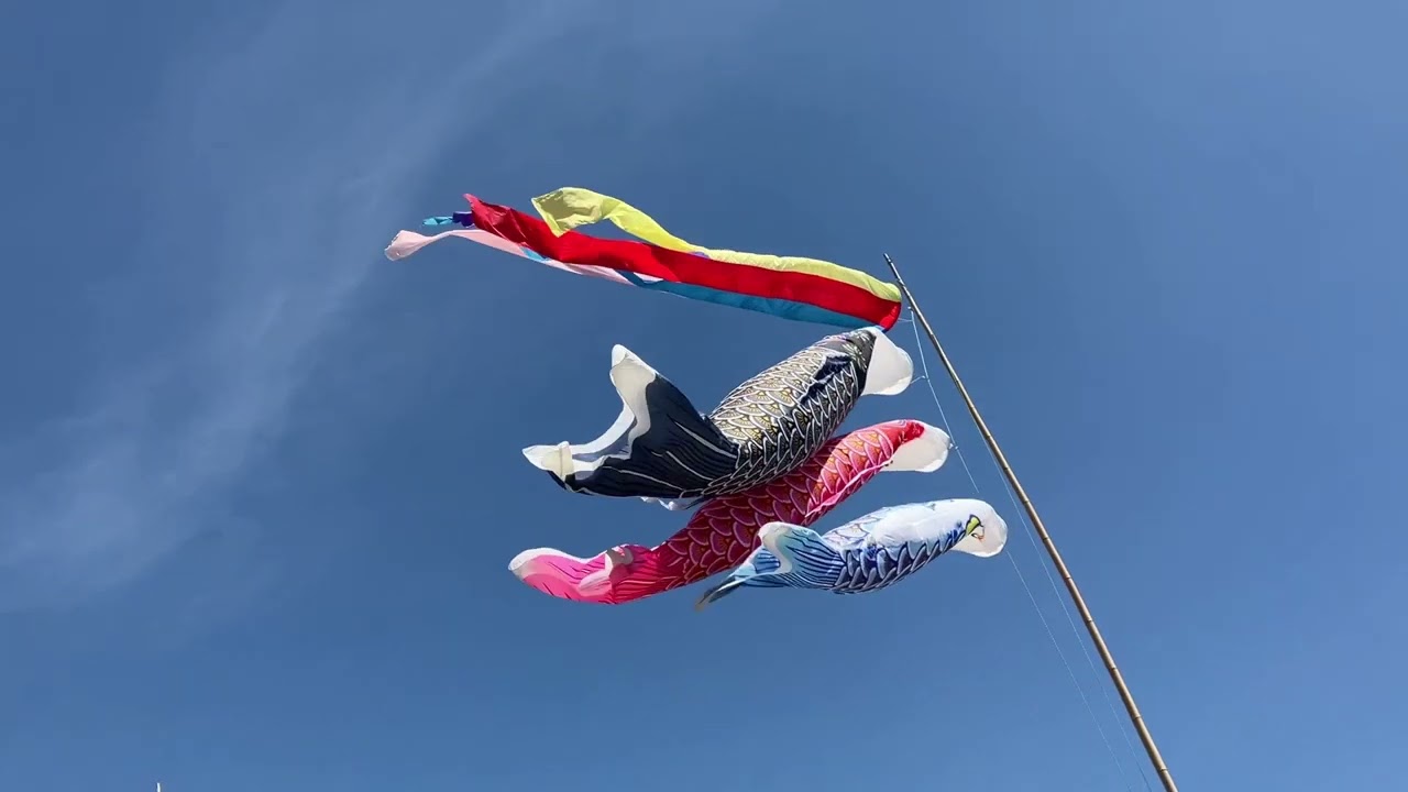 鯉のぼり祭り　　#三原市  #沼田東　#HITひろしま観光大使