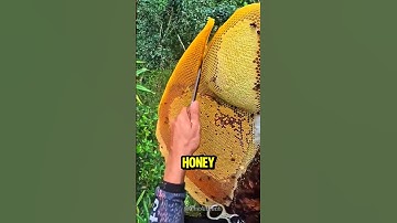 Watch How People Collect Honey Straight From the Beehive! 😱 #facts #animals #wildlife