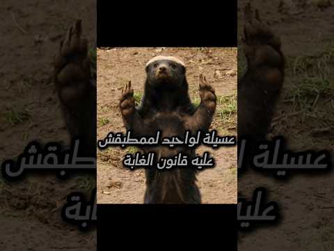 عسيلة حيوان لواحد لممطبقش عليه قانون غابة عسيلة