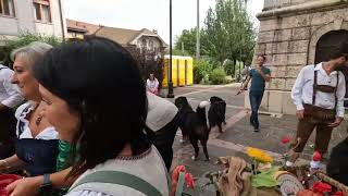 BOVARO DEL BERNESE BALOO 