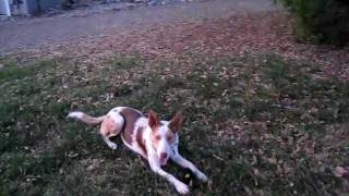 Jane, slick red merle border collie @ 8 mos. - playing with Babble Ball