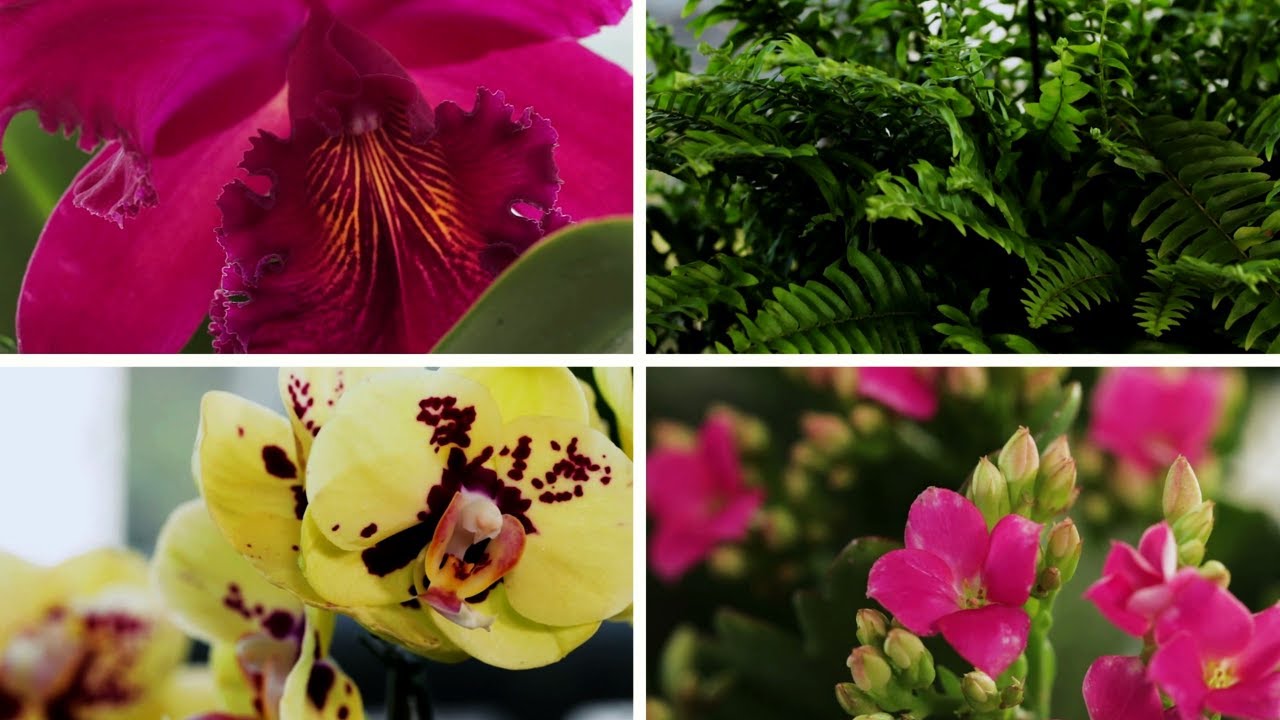 Tips para cuidar tus plantas: Cinco trucos para tener unas plantas hermosas | VIX HACKS manualidades raudales