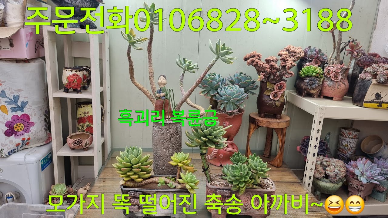 (26.2.27.금)네 활개 펼치고 쑥쑥 크자~😆😁