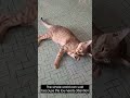 FunCatyBaby