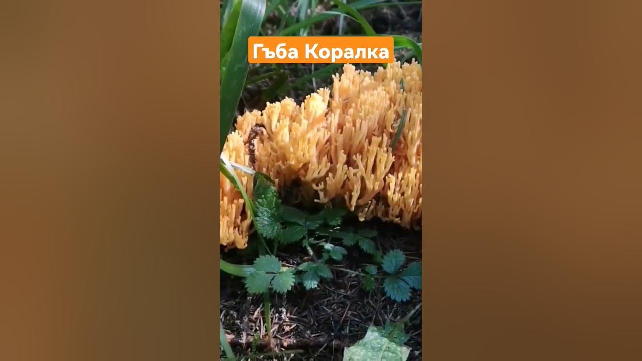 Гъба Коралка - YouTube