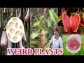 Weird plantsmargie pulido vlogs