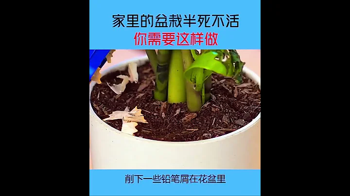 家里的盆栽半死不活你需要这样做 - 天天要闻