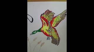 Drawing  Flying Duck