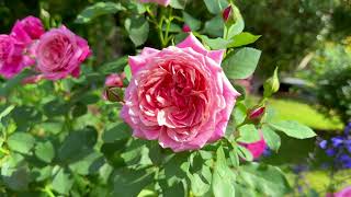 Beautiful nature in the world beautiful gardens in the world #naturelovers #naturalbeauty 