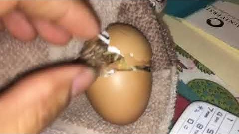 Baby chick got stuck inside egg shell