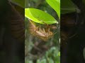 Cicada , Jhyaukiri #cicadas