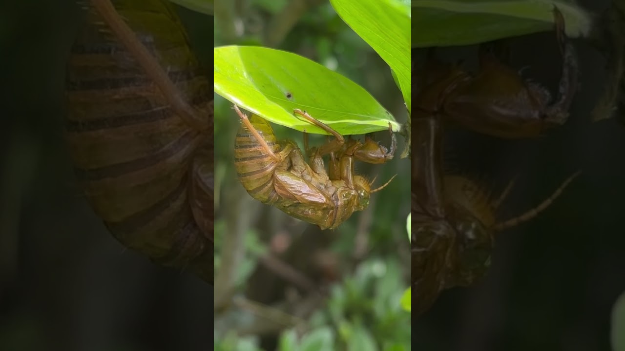 Cicada , Jhyaukiri #cicadas