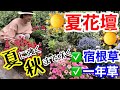 【宿根草/一年草】10品種で夏花壇作り🌞/ 耐暑性抜群‼️夏の間も咲き続け、秋まで花を楽しめます😎/ イングリッシュガーデンを彩る注目一年草も😙/ 夏までに根を張らせるコツあり✨【ガーデニング】