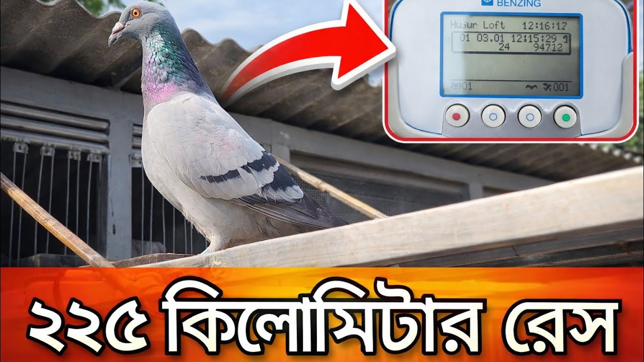 ২২৫ কিলোমিটার মেগা রেস | ১০০০+ কবুতরের ঐতিহাসিক লড়াই | Hujur Loft 