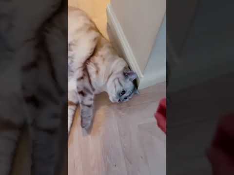 Если ваш кот плохо пахнет.