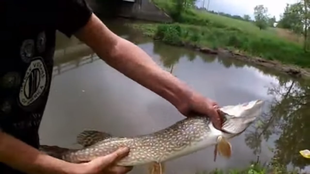 Bank Fishing Live Bait Fishing For Pike