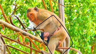 Oh Stop Please Mummy...The Monkey Looks So Rush To Jump - Note To Look at Her BB Now