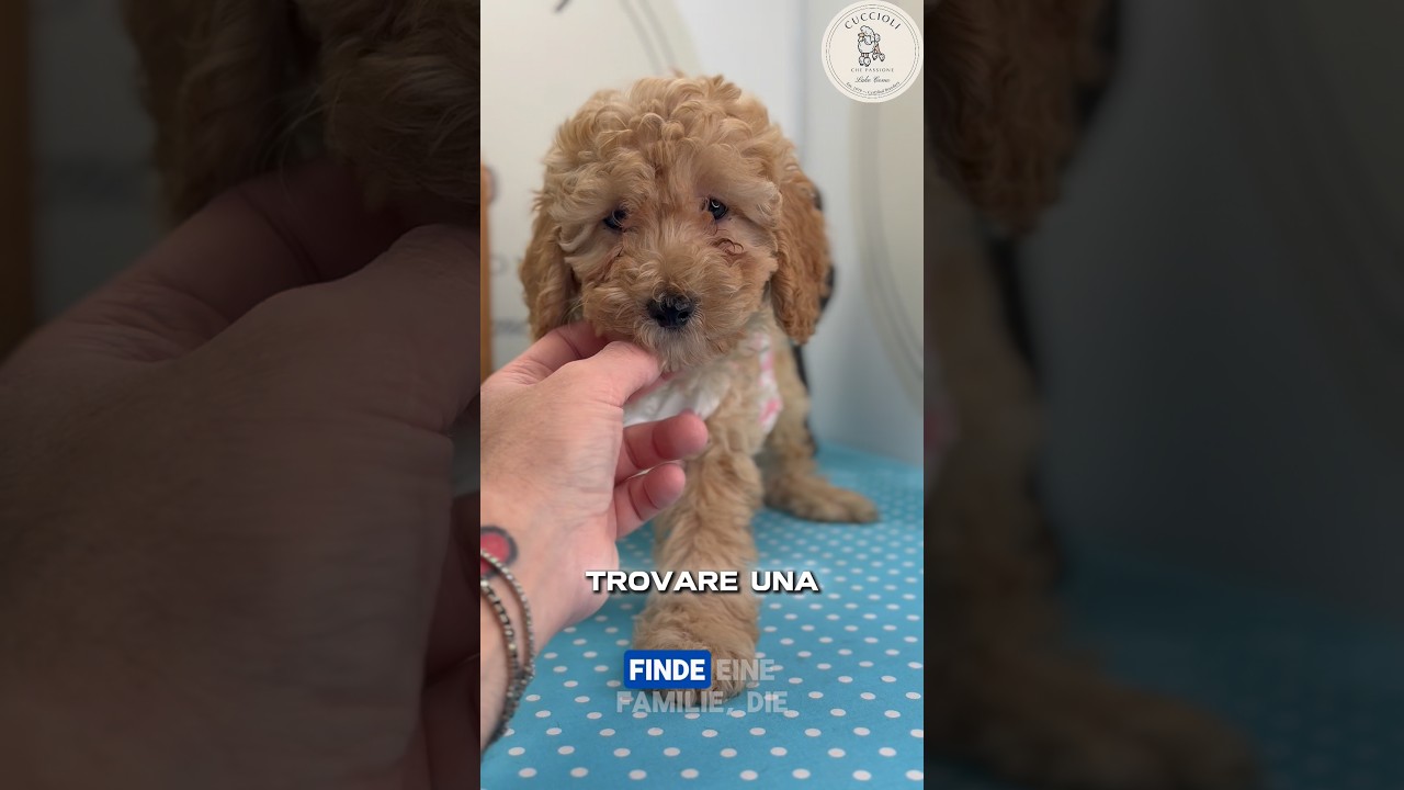 JAMSINE – MALTIPOO TOY