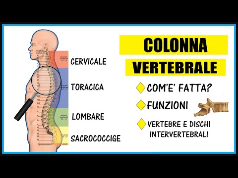 La Colonna Vertebrale: anatomia, funzioni e le sue curve - Apparato scheletrico