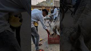 nandi maharaj 🙏 #humanity #shorts #viral #monkey #emotational #animals #emunity #vlog #viralvideo