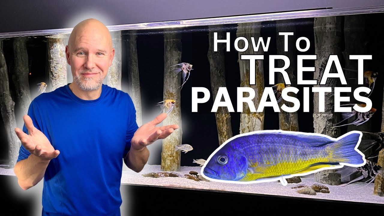 Treat and Prevent PARASITES in YOUR AQUARIUM YouTube