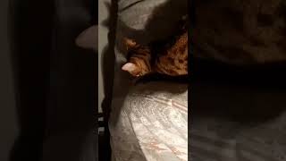 Poes :" Time to sleep? No! Time to play".