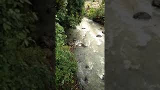 Buaya Muncul Di Sungai Lempake Berau Kalimantan Timur