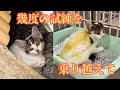 【145保護子猫】命の危険から子猫6頭が辿る幸せの道標⭐︎まさかの方法でシャー猫達が仲良しに!