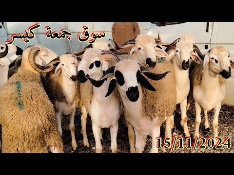 مباشرة من سوق جمعة كيسر اقليم سطات مع اتمنة حولى بتاريخ 15 11 2024