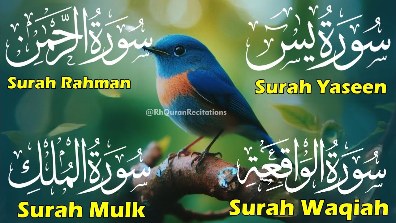 Beautiful Surah Yaseen (Yasin) | Surah Rahman | Surah Waqiah | Surah Mulk | Episode 100