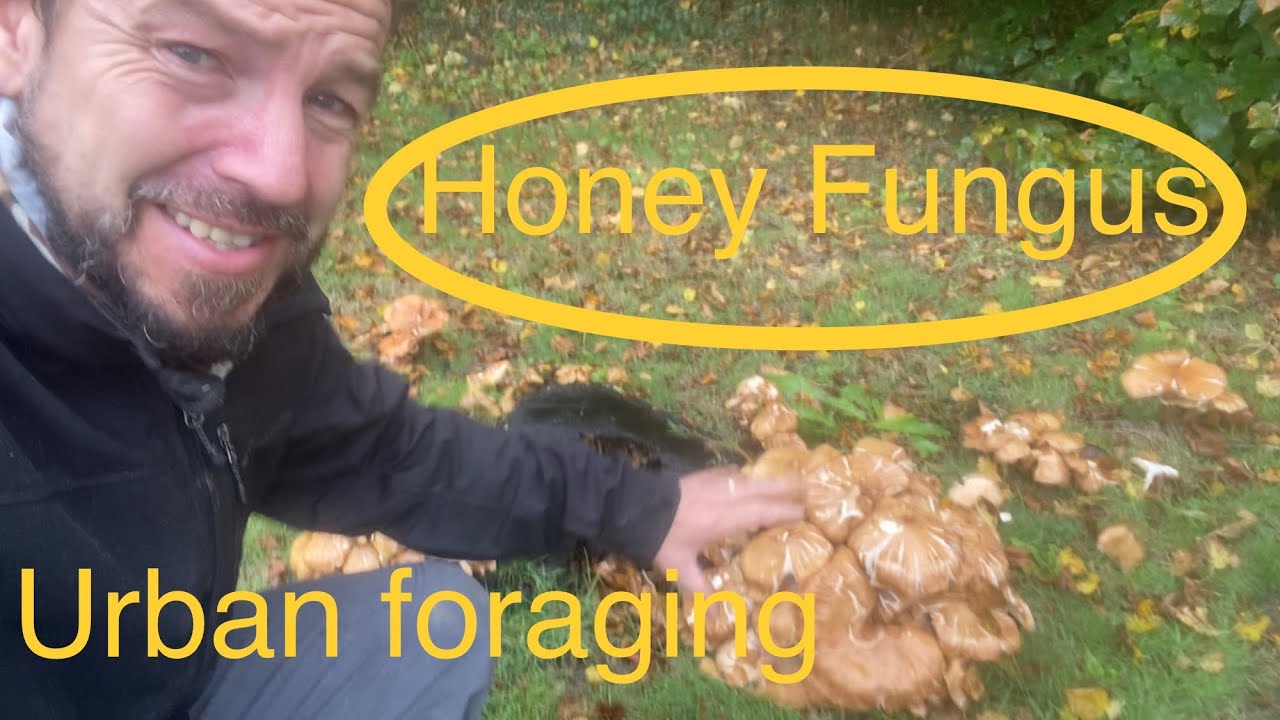Mushroom foraging - honey fungus Armillaria mellea.  How to find and identify. Urban foraging