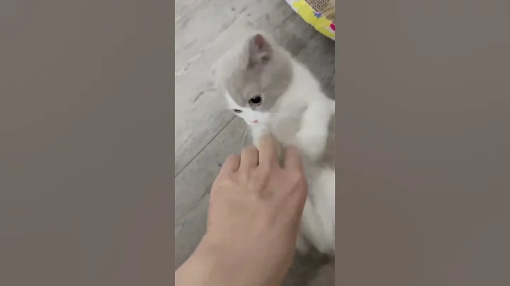 Watch the video about #munchkin #kitten #catlovers