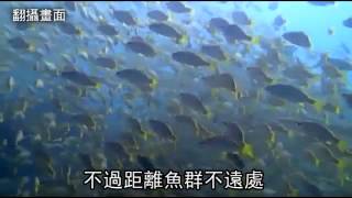 40億元的墾丁生態 慘遭漁網破壞 --蘋果日報 20141128