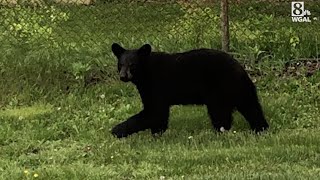 Photos: Bear spotted near Route 30 in York County
