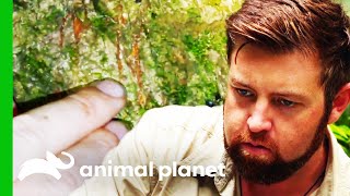 Forrest Believes The Formosan Clouded Leopard Truly Is Extinct | Extinct or Alive