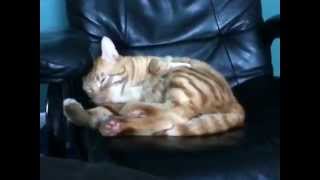 Harlem shake! Funny cat!