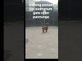 walking ponum #shortsfeed #dachshund #funny