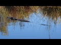 Okefenokee Canoe Trip 11-10-2019