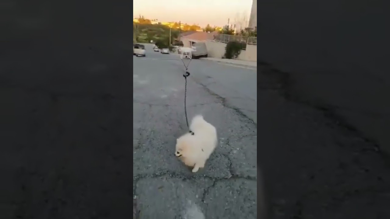 Walking Dog with DRONE 🫣🙊