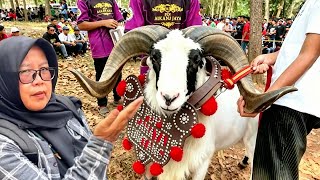Super Mewah‼️Pesta Peternak Domba Garut di Sumedang Warga Bahagia Penghobi Bersukaria