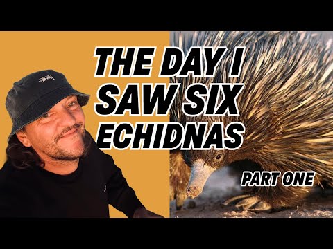 The Day I Saw Six Echidnas - Part One